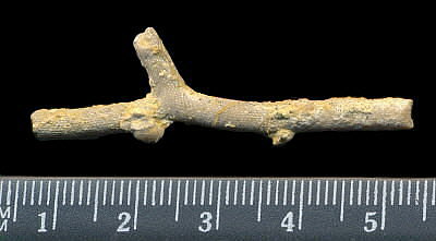 Rhombopora diaphragmata Schulga-Nesterenko, 1955