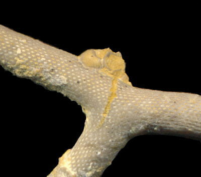 Rhombopora diaphragmata Schulga-Nesterenko, 1955