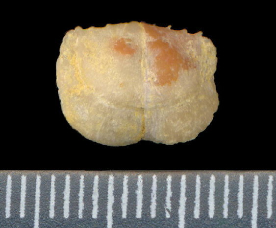 Lissochonetes geinitzianus (Waagen, 1884)