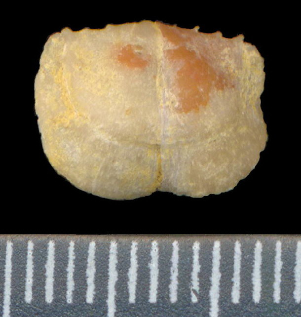 Lissochonetes geinitzianus (Waagen, 1884)