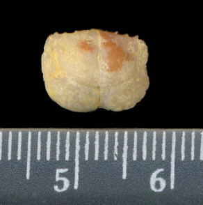 Lissochonetes geinitzianus (Waagen, 1884)