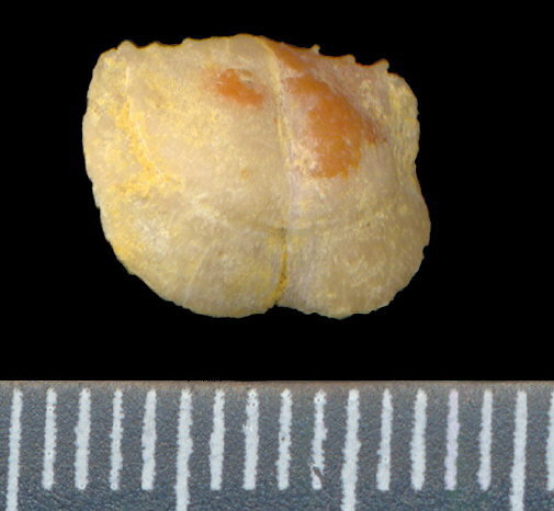 Lissochonetes geinitzianus (Waagen, 1884)