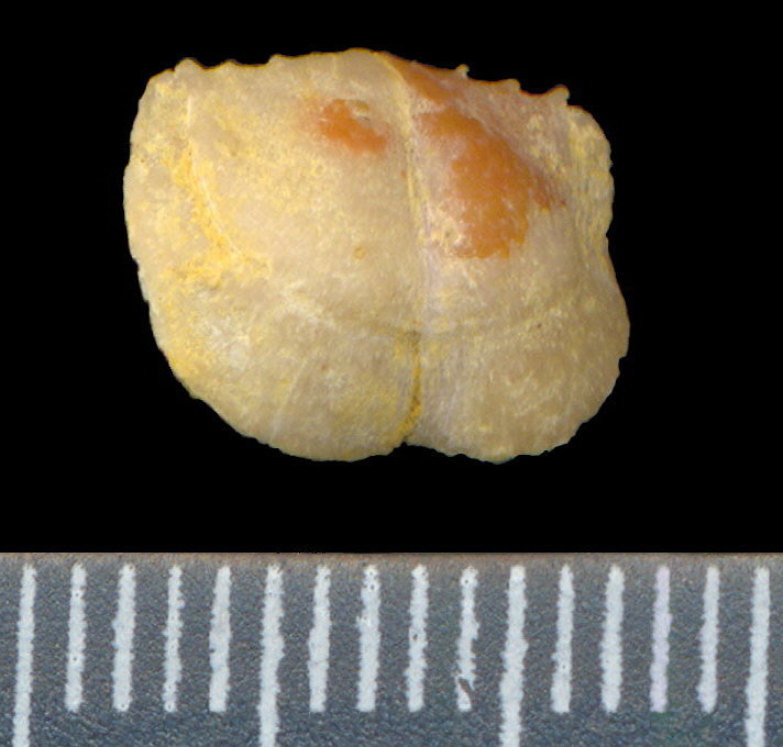 Lissochonetes geinitzianus (Waagen, 1884)