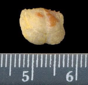 Lissochonetes geinitzianus (Waagen, 1884)