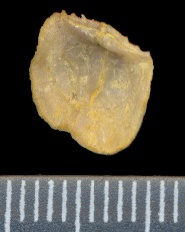 Lissochonetes geinitzianus (Waagen, 1884)