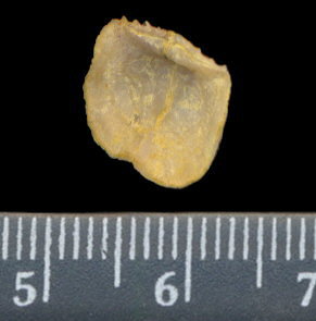 Lissochonetes geinitzianus (Waagen, 1884)