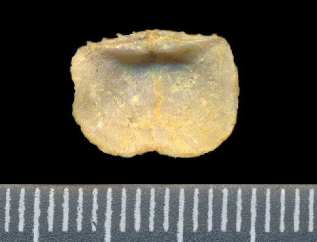 Lissochonetes geinitzianus (Waagen, 1884)