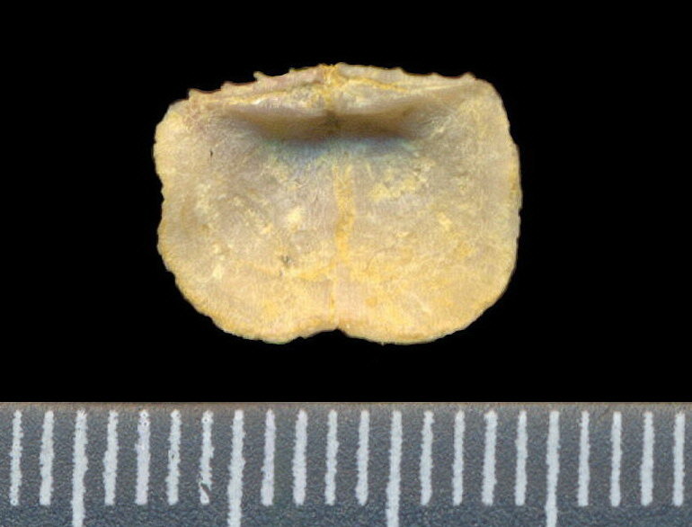 Lissochonetes geinitzianus (Waagen, 1884)