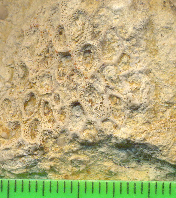 Goniocladia subpulchra Schulga-Nesterenko, 1955