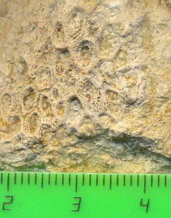 Goniocladia subpulchra Schulga-Nesterenko 1955