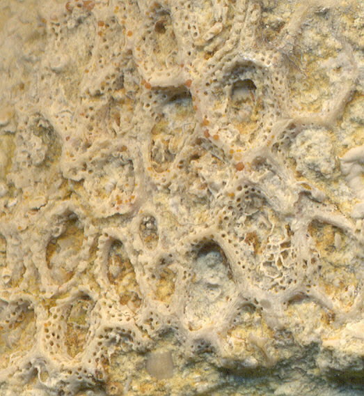 Goniocladia subpulchra Schulga-Nesterenko, 1955