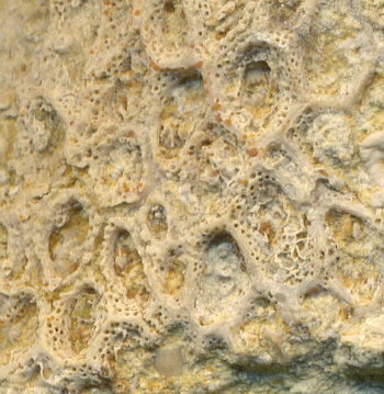 Goniocladia subpulchra Schulga-Nesterenko, 1955