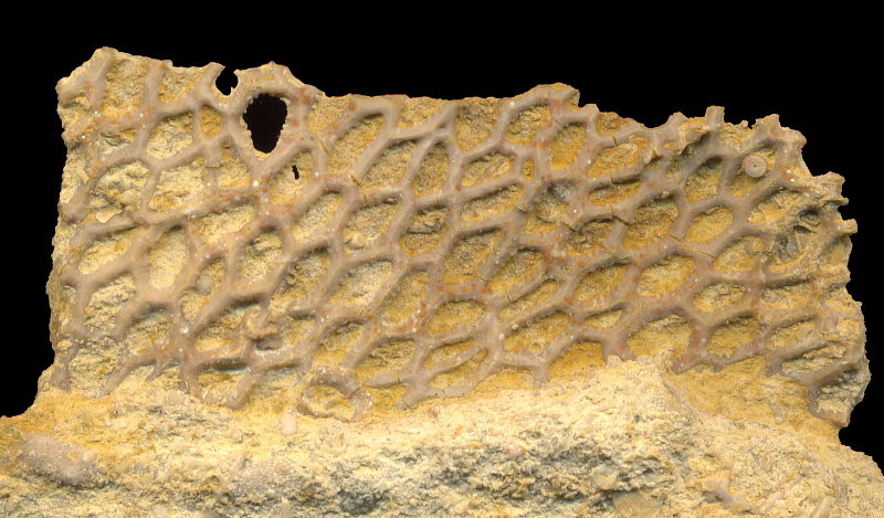 Goniocladia subpulchra Schulga-Nesterenko, 1955