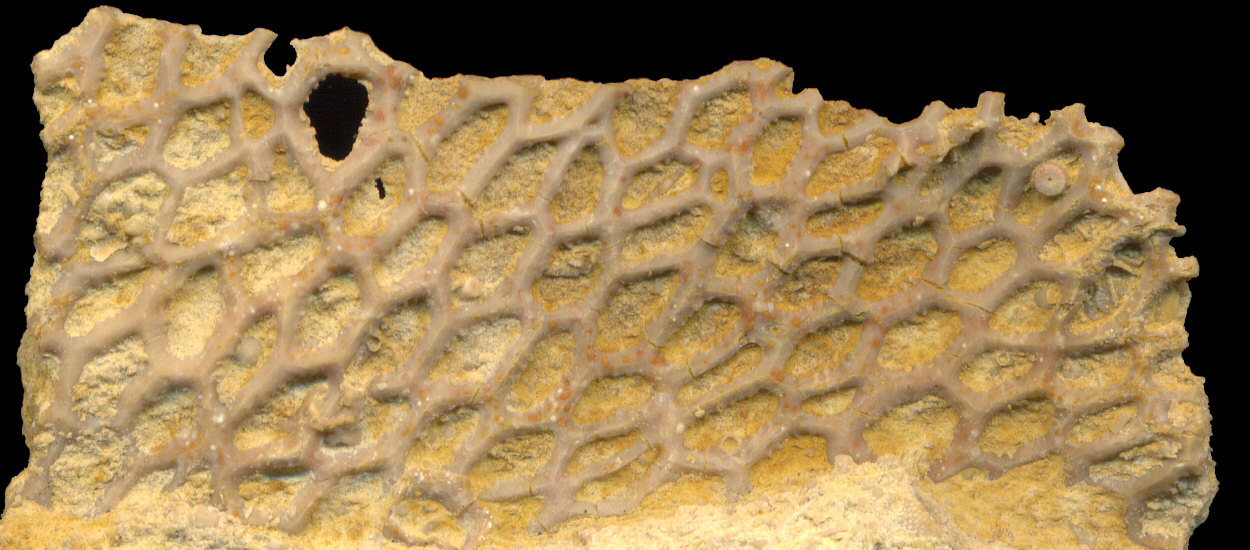 Goniocladia subpulchra Schulga-Nesterenko, 1955