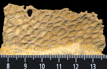 Goniocladia subpulchra Schulga-Nesterenko, 1955