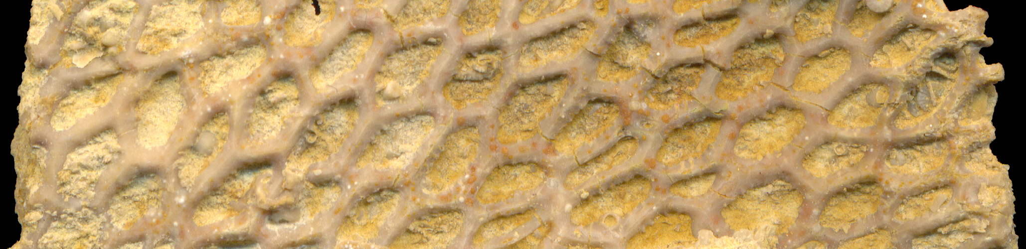 Goniocladia subpulchra Schulga-Nesterenko, 1955