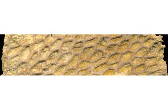 Goniocladia subpulchra Schulga-Nesterenko, 1955