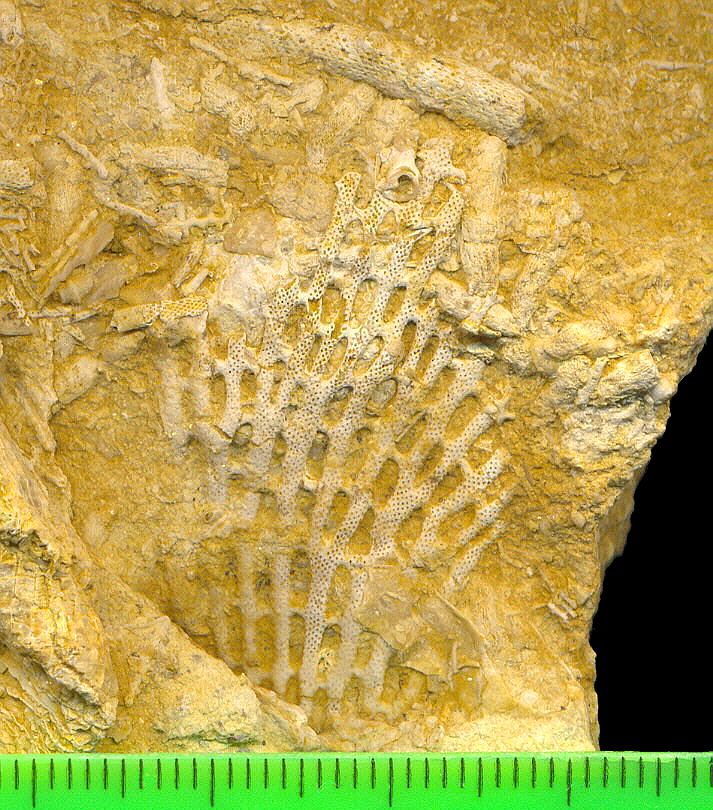 Polypora sp.
