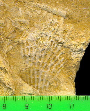 Polypora sp.