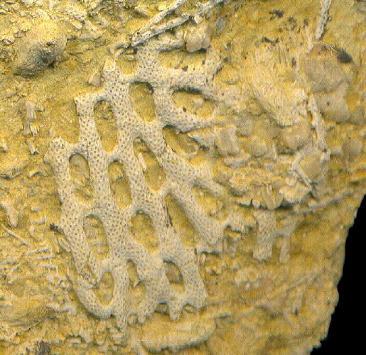 Polypora sp.
