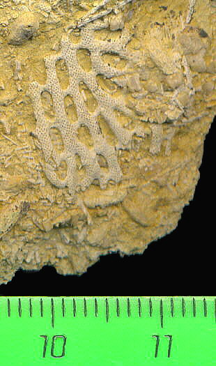 Polypora sp.