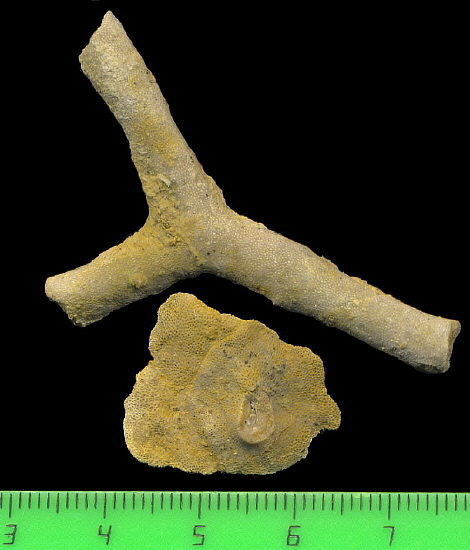 Tabulipora maculosa basal attachment