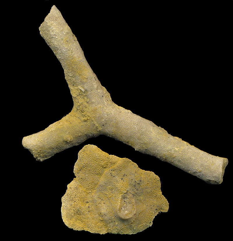 Tabulipora maculosa basal attachment