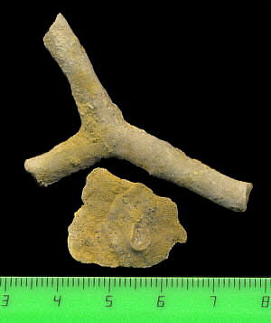 Tabulipora maculosa basal attachment