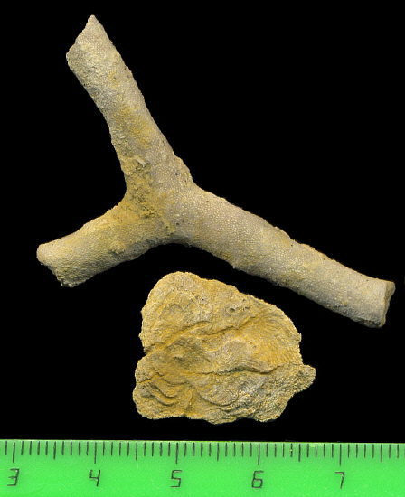 Tabulipora maculosa basal attachment