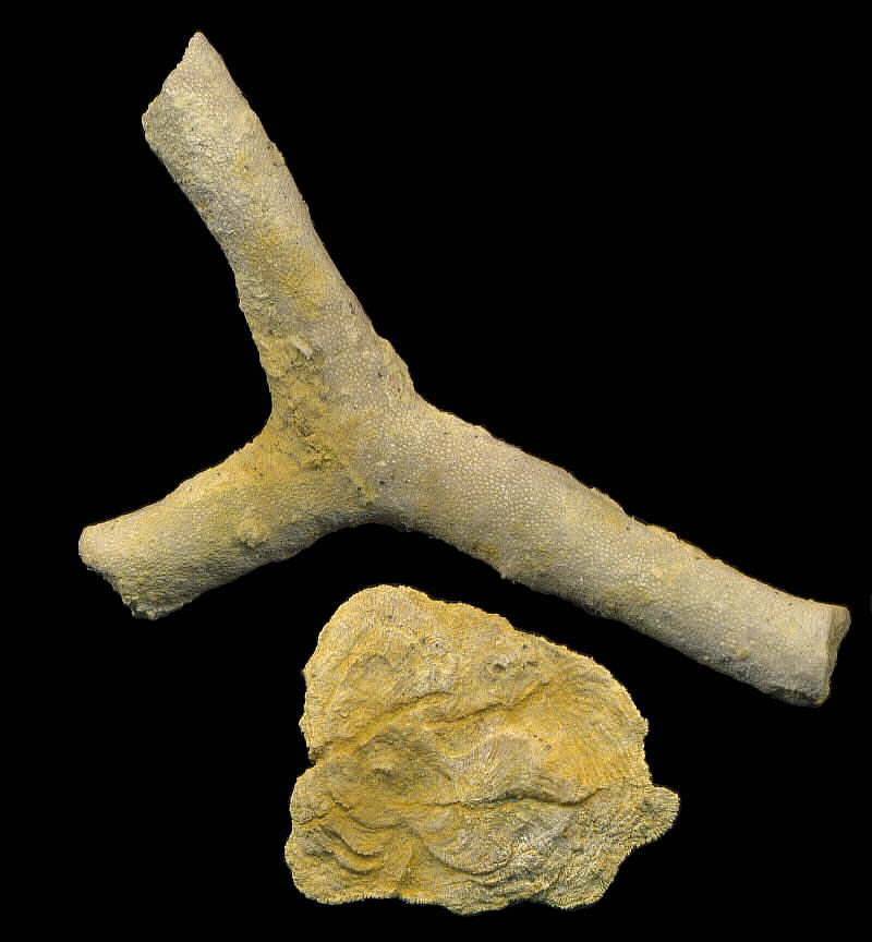 Tabulipora maculosa basal attachment