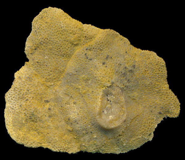 Tabulipora maculosa basal attachment