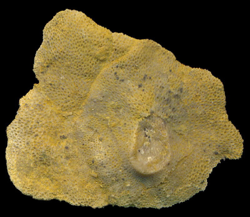 Tabulipora maculosa basal attachment