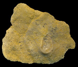 Tabulipora maculosa basal attachment