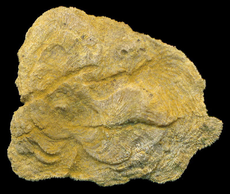 Tabulipora maculosa basal attachment