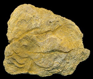 Tabulipora maculosa basal attachment