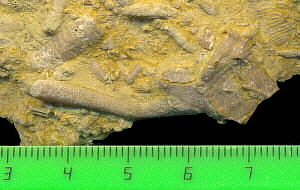 Tabulipora maculosa basal attachment