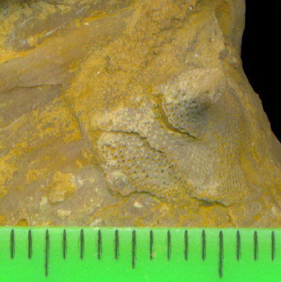 Tabulipora maculosa basal attachment