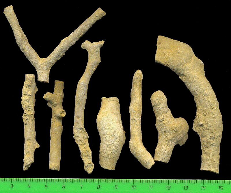 Tabulipora maculosa Nikiforova, 1938