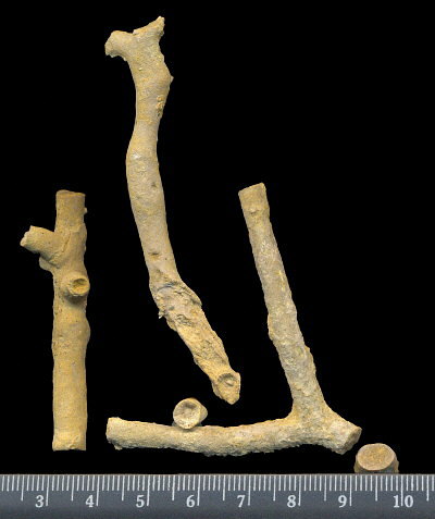 Tabulipora maculosa Nikiforova, 1938