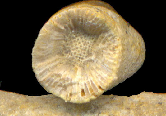 Tabulipora maculosa Nikiforova, 1938