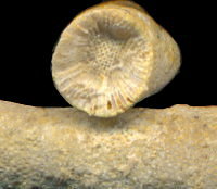 Tabulipora maculosa Nikiforova, 1938