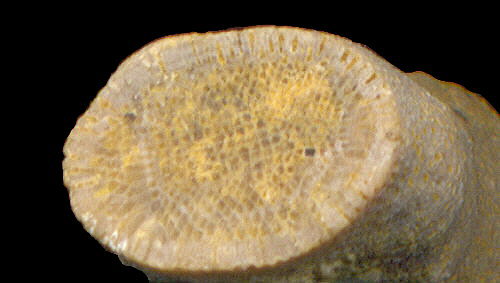 Tabulipora maculosa Nikiforova, 1938