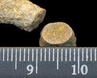 Tabulipora maculosa Nikiforova, 1938