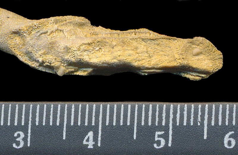 Tabulipora maculosa Nikiforova, 1938