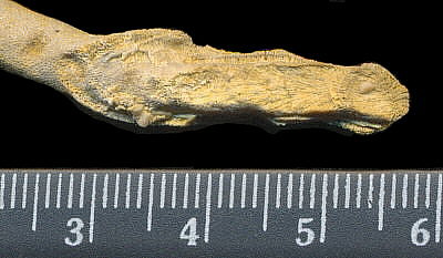 Tabulipora maculosa Nikiforova, 1938