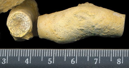 Tabulipora maculosa Nikiforova, 1938