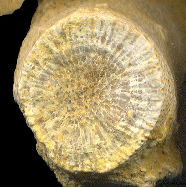 Tabulipora maculosa Nikiforova, 1938