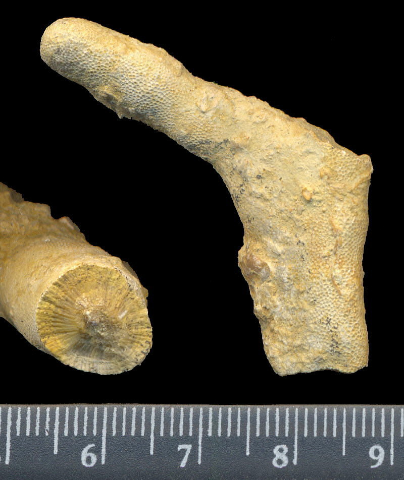 Tabulipora maculosa Nikiforova, 1938