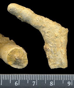 Tabulipora maculosa Nikiforova, 1938