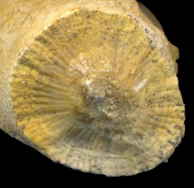 Tabulipora maculosa Nikiforova, 1938